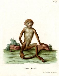 Macaque rhésus