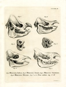 Crânes de Rhinocéros