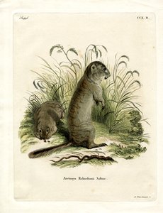 Spermophile de Richardson - German School