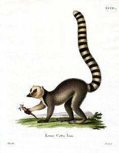 Lémur catta