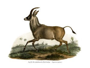 Antilope rouanne, 1860