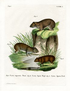 Cavy des rochers - German School