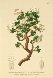 Daphné des rochers (Daphne petraea, Daphne rupestris) - German School