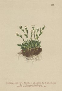 Saxifrage des rochers (Saxifraga controversa, Saxifraga adscendens)