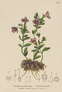 Véronique des rochers (Veronica saxatilis) - German School