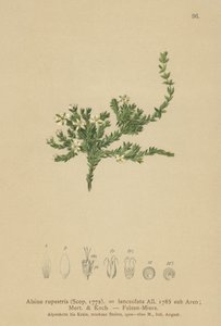 Stellaire des rochers (Alsine rupestris, Alsine lanceolata, Minuartia rupestris) - German School