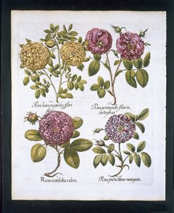 Roses, planche 95 de Hortus Eystettensis par Basil Besler (1561-1629) publié en 1613 - German School