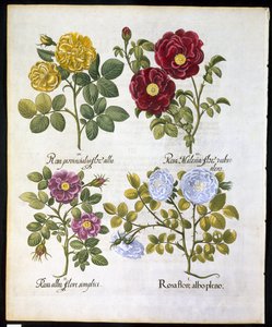 Roses, planche 96 de Hortus Eystettensis par Basil Besler (1561-1629) publié en 1613 - German School