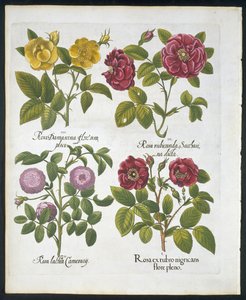 Roses, planche 96 de Hortus Eystettensis par Basil Besler (1561-1629) publié en 1613 - German School
