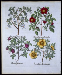 Roses, planche 98 de Hortus Eystettensis par Basil Besler (1561-1629) publié en 1613 - German School