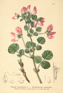 Bugrane à feuilles rondes (Ononis rotundifolia)