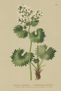 Saxifrage à feuilles rondes (Saxifraga rotundifolia)