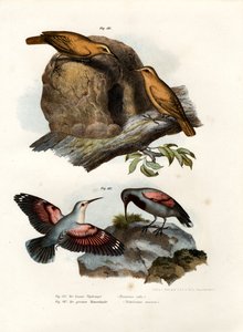 Fournier roux, 1864