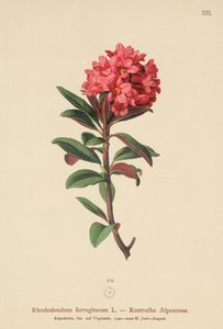 Rhododendron ferrugineux (Rhododendron ferrugineum)
