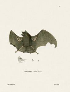 Chauve-souris à ailes-sac