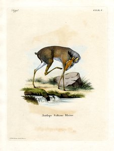 Dik-dik de Salt - German School