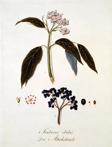Sambucus Ebulus, de 