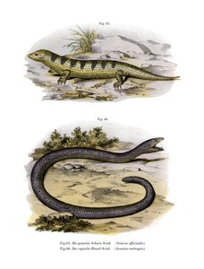 Scinque poisson des sables