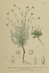 Sabuline (Moehringia glaucovirens) - German School