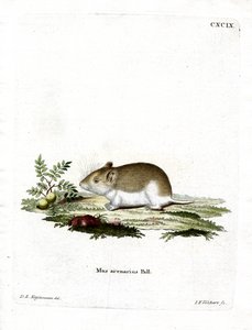 Rat-taupe sablonneux - German School