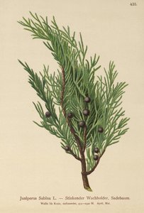 Genévrier sabine (Juniperus Sabina)