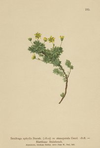 Saxifrage (Saxifraga aphylla, Saxifraga stenopetala) - German School