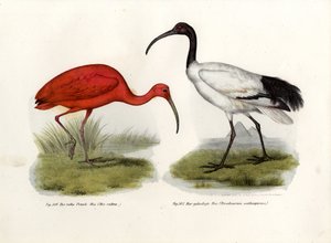 Ibis rouge, 1864 - German School