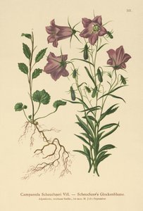 Campanule de Scheuchzer (Campanula Scheuzeri) - German School