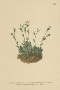 Saxifrage des éboulis (Saxifraga androsacea)