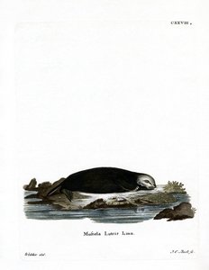 Loutre de mer - German School
