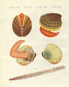 Créatures marines - German School