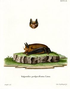 Petite chauve-souris à queue courte de Seba