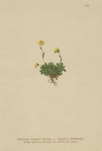 Saxifrage de Seguier (Saxifraga Seguieri)