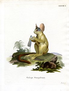 Galago du Sénégal - German School