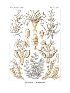 Sertulariae, 1899-1904