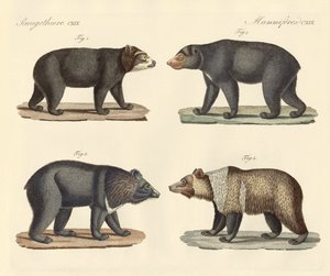Plusieurs ours trouvés - German School