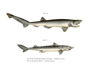 Requin à sept branchies pointu - German School
