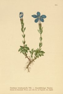 Gentiane à feuilles courtes (Gentiana brachyphylla)
