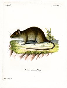 Rat bandicoot à queue courte