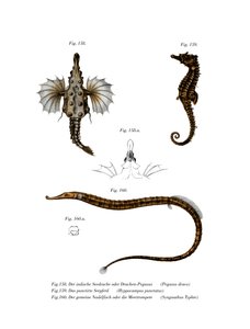 Poisson-dragon court - German School
