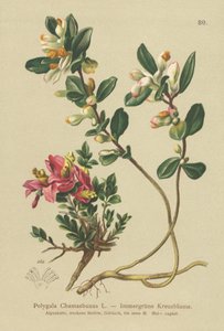 Polygale faux-buis (Polygala Chamaebuxus) - German School