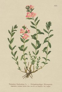 Véronique arbustive (Veronica fruticulosa, Veronica frutescens) - German School