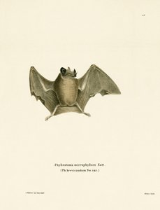 Chauve-souris à queue courte soyeuse