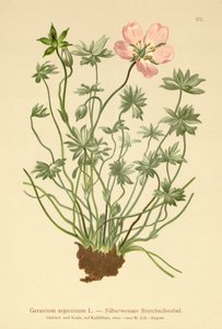 Géranium argenté (Geranium argenteum) - German School