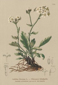 Achillée argentée (Achillea clavenae) - German School