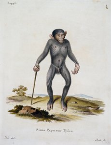 Simia pygmaeus, de Mammals illustrated from Nature with descriptions, par Johann Christian Daniel von Schreber (1739-1810), gravure par IC Bock, Allemagne - German School