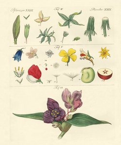 Parties de fleurs individuelles - German School