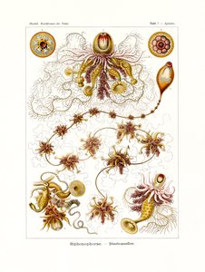 Siphonophorae, 1899-1904