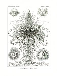 Siphonophorae, 1899-1904 - German School