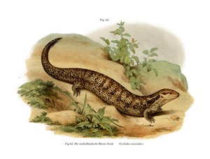 Scinque